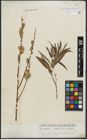 Foto von Salix purpurea L. x Salix viminalis L.
